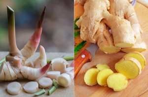 Ginger vs Galangal: Understanding the Differences