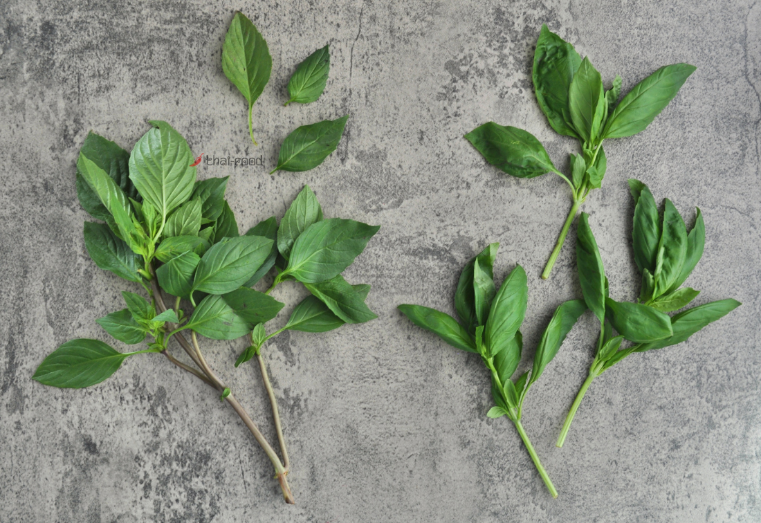Thai Basil Basil What's The Difference?