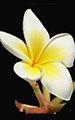 Champak (White)
