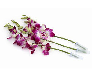 Thai Orchid