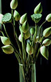 Lotus Flower (White)