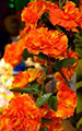 Marigold