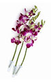 Violet Orchid