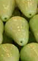 Rose Apple (green)