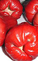 Rose Apple (red)