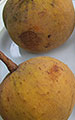 Santol