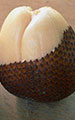 Salak (Snakefruit)