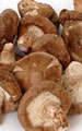 Shiitake Mushroom