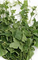 Gourd Ivy