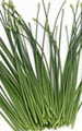 Guichai Leaf