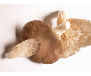 Oyster Mushroom