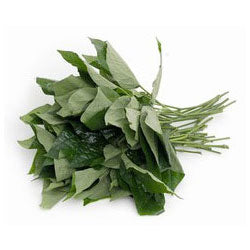 Piperaceae