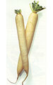 White Radish
