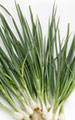 Thai Spring Onion