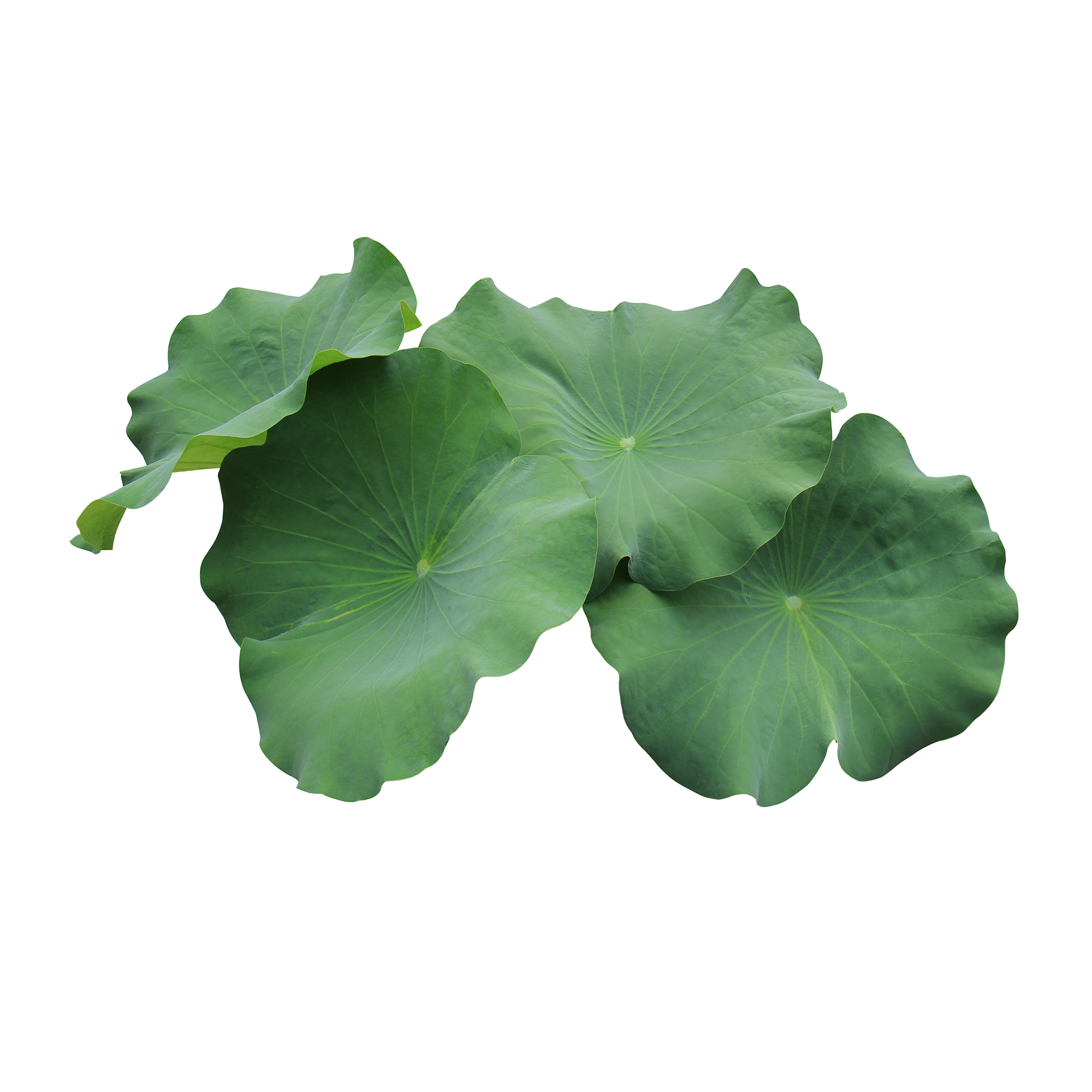 Fresh Lotus Leaves/ Leaf 500g - Imported weekly from Thailand