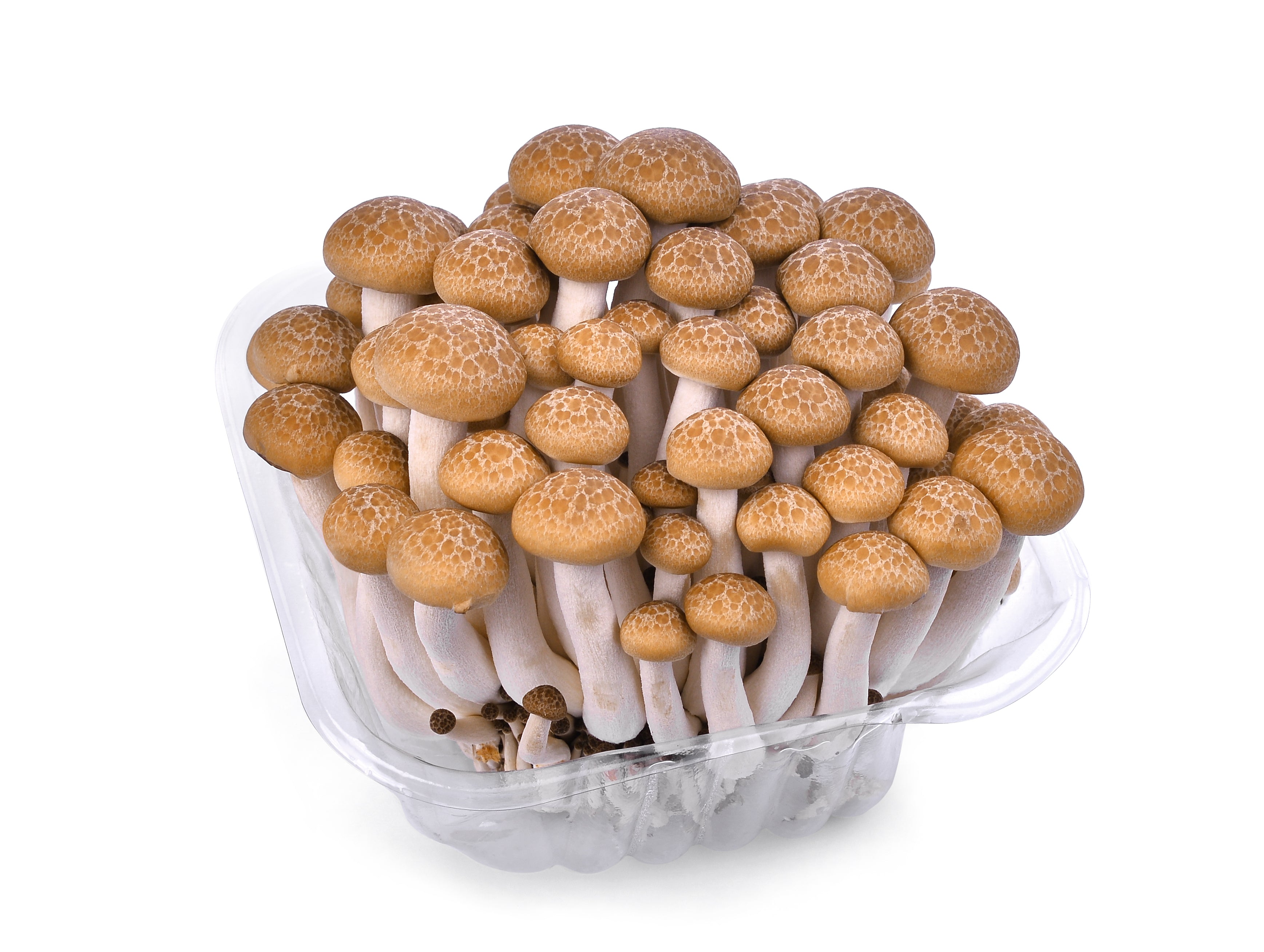 Fresh Brown Shimeji Mushrooms 200g - imported weekly from Thailand