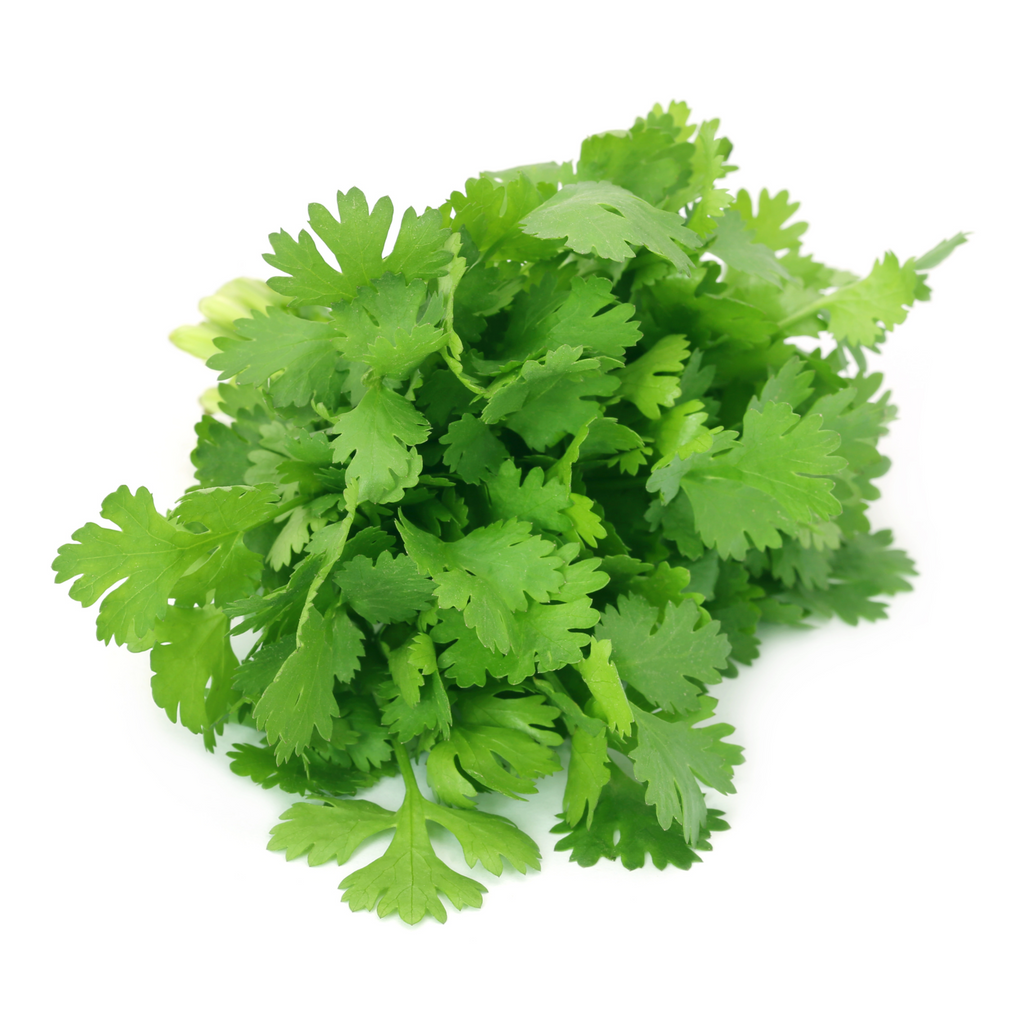 Fresh Asian Coriander (1 Bunch) - Imported weekly from Asia