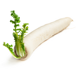 Fresh Asian Mooli Radish / Daikon - Imported Weekly from Asia