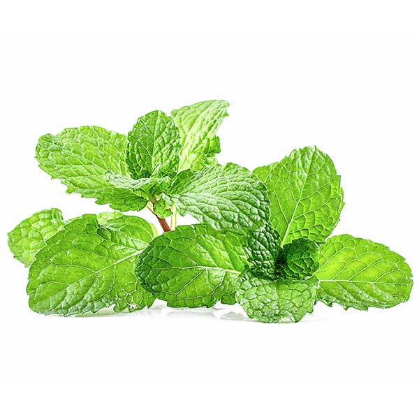 Fresh Thai mint (peppermint) - Thai Food Online (your authentic Thai supermarket)