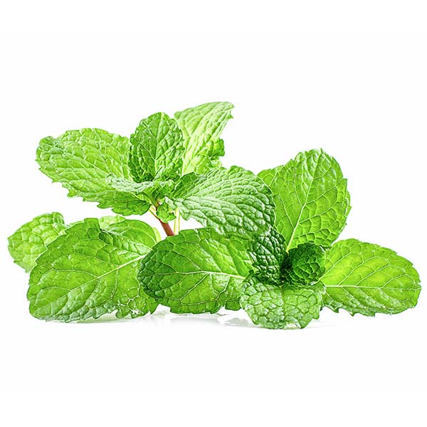 Fresh Mint Leaves, 100g : : Grocery & Gourmet Foods