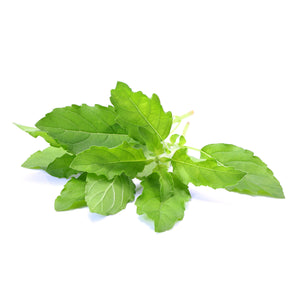 Fresh Thai holy basil 100g - Imported weekly from Thailand