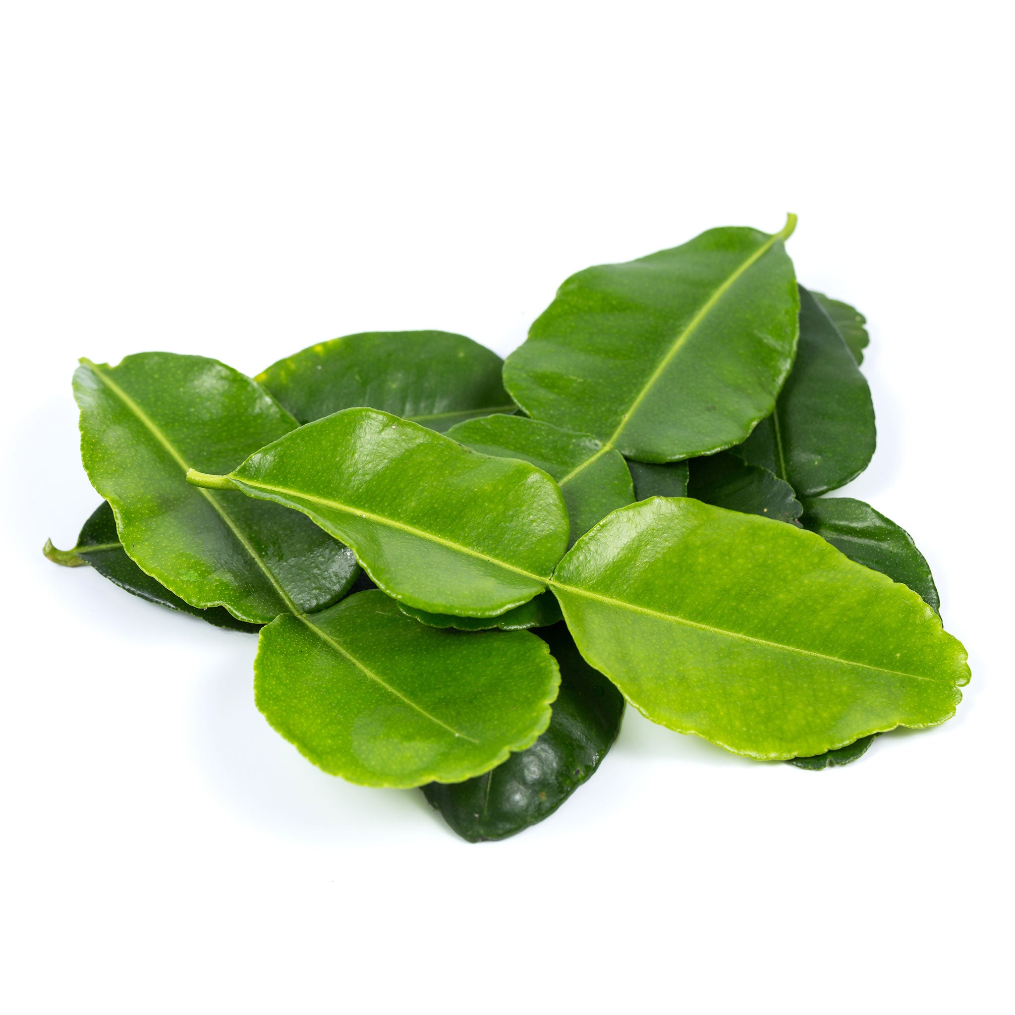 Thai Kaffir Lime Leaves 10g - Imported Weekly from Thailand