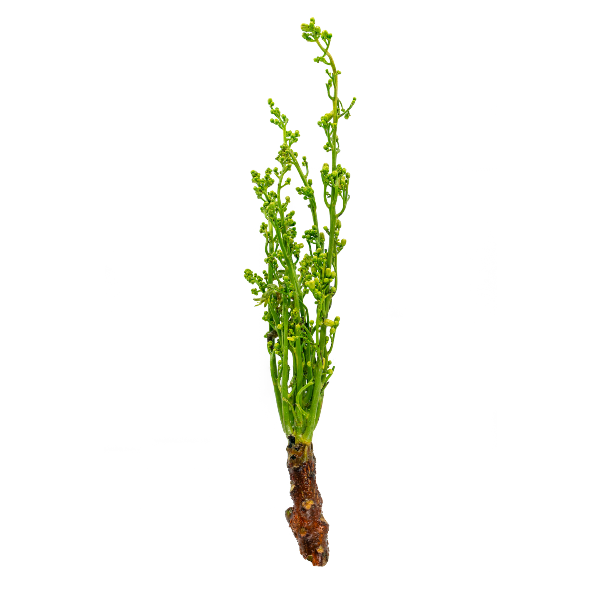 Fresh Thai Neem Tree Flower (Sa Dao) 100g - Imported weekly from Thailand