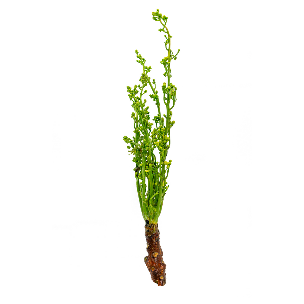 Fresh Thai Neem Tree Flower (Sa Dao) 100g - Imported weekly from Thailand