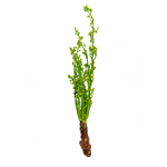 Fresh Thai Neem Tree Flower (Sa Dao) 100g - Imported weekly from Thailand