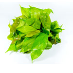 Reang Leaves