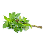 Fresh Thai Sweet Basil Herbs 100g - Imported Weekly from Thailand