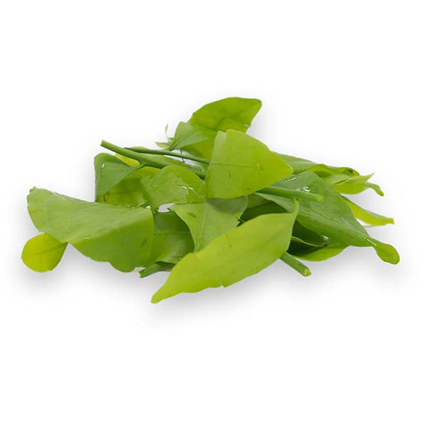 Thai pak wan (melientha suavis) - Thai Food Online (your authentic Thai supermarket)