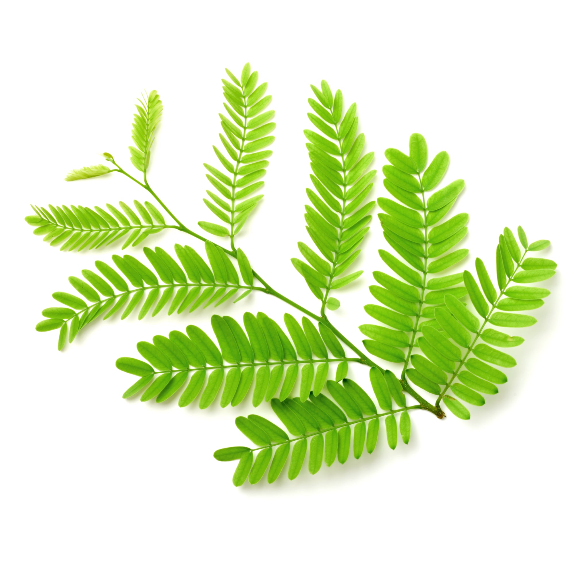 Tamarind Leaves