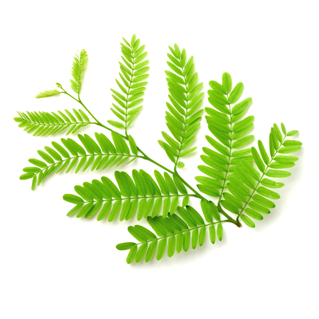 Tamarind Leaves